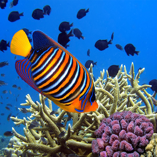 Leben im Meer mauritius